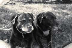 dogs2inbw2
