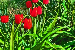 Tulips with a Twist