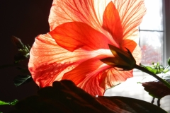 Hibiscus