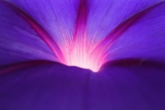 Purple Flower Wonder