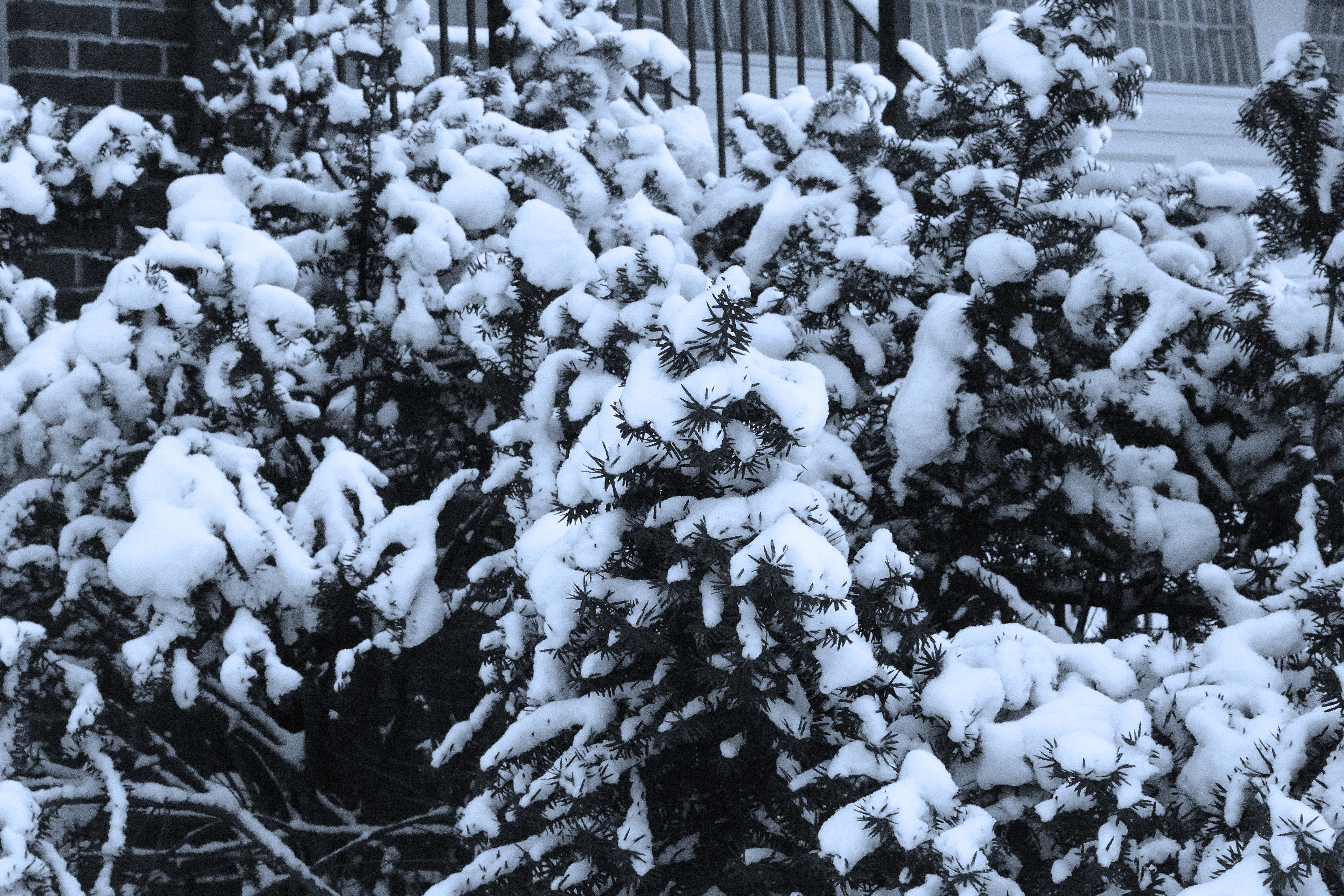 Snowy Bushes
